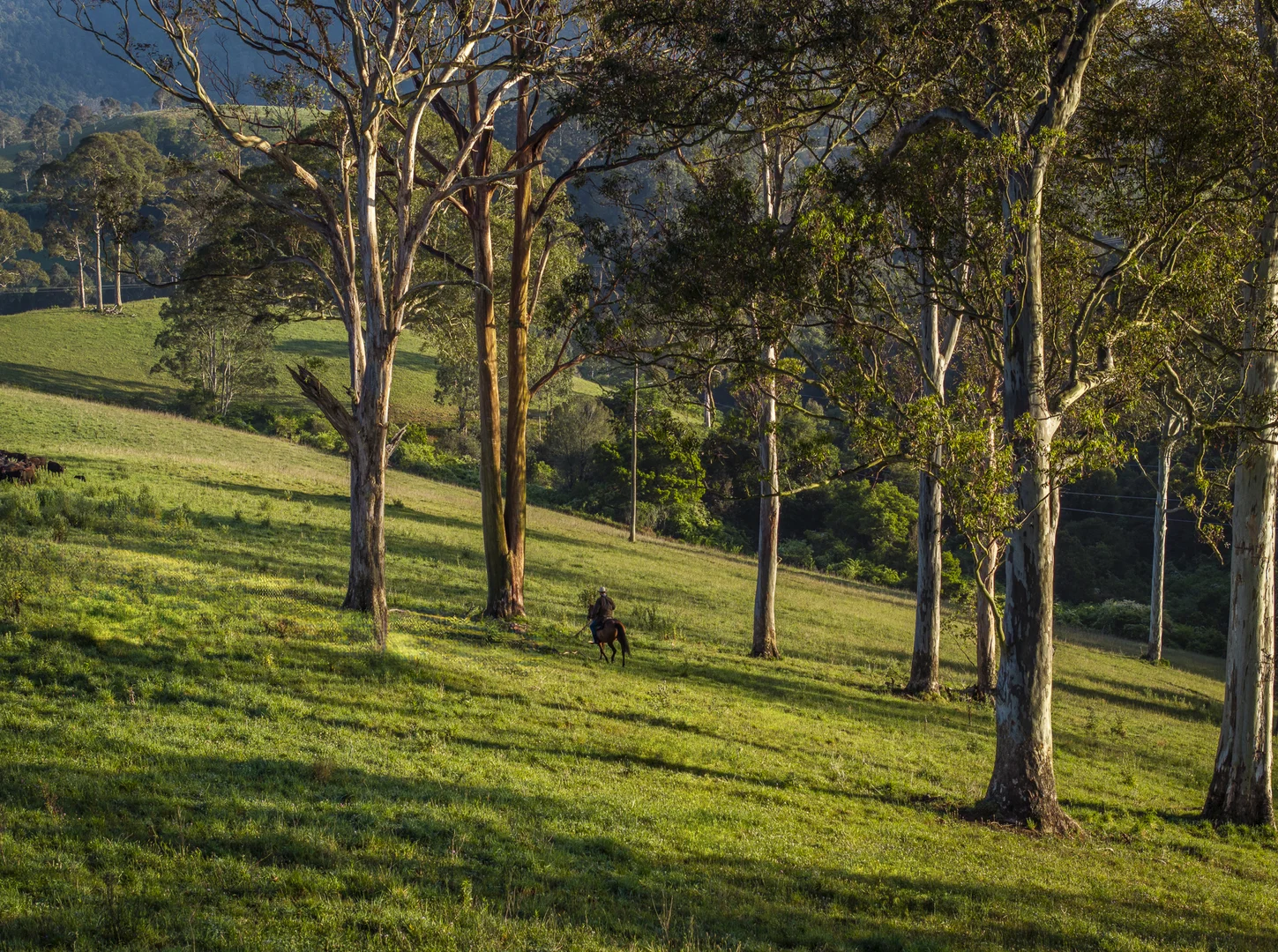 Additional image 14 of 294 Coramba Road, Dorrigo NSW 2453