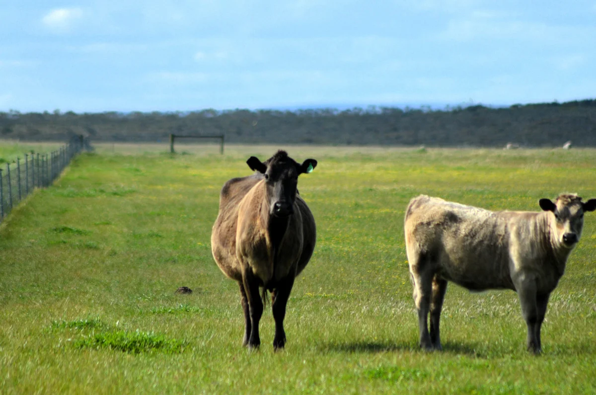 Additional image 6 of Lot 1208 Borden-Bremer Bay Road, Bremer Bay WA 6338