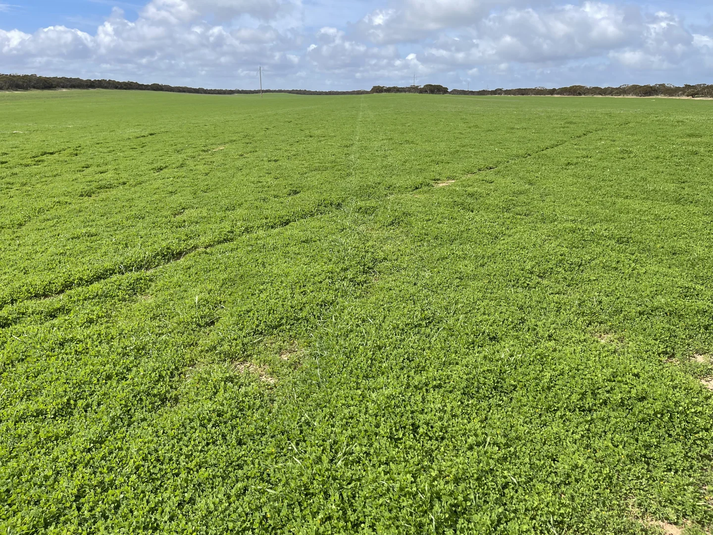 Additional image 4 of Lot/41 Skinner Road, Warramboo SA 5650