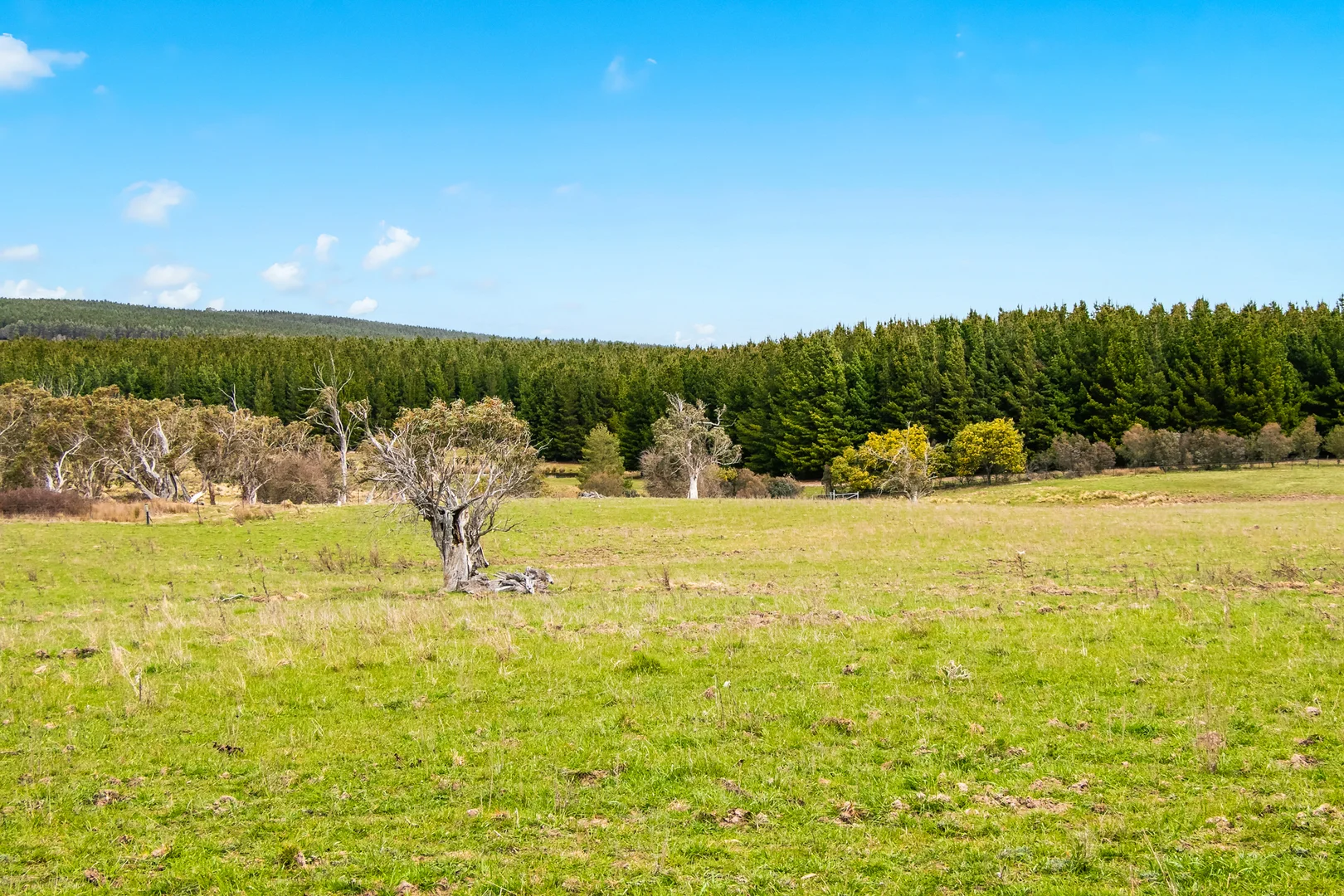 Additional image 23 of 171 Big Flat Road, Bombala NSW 2632