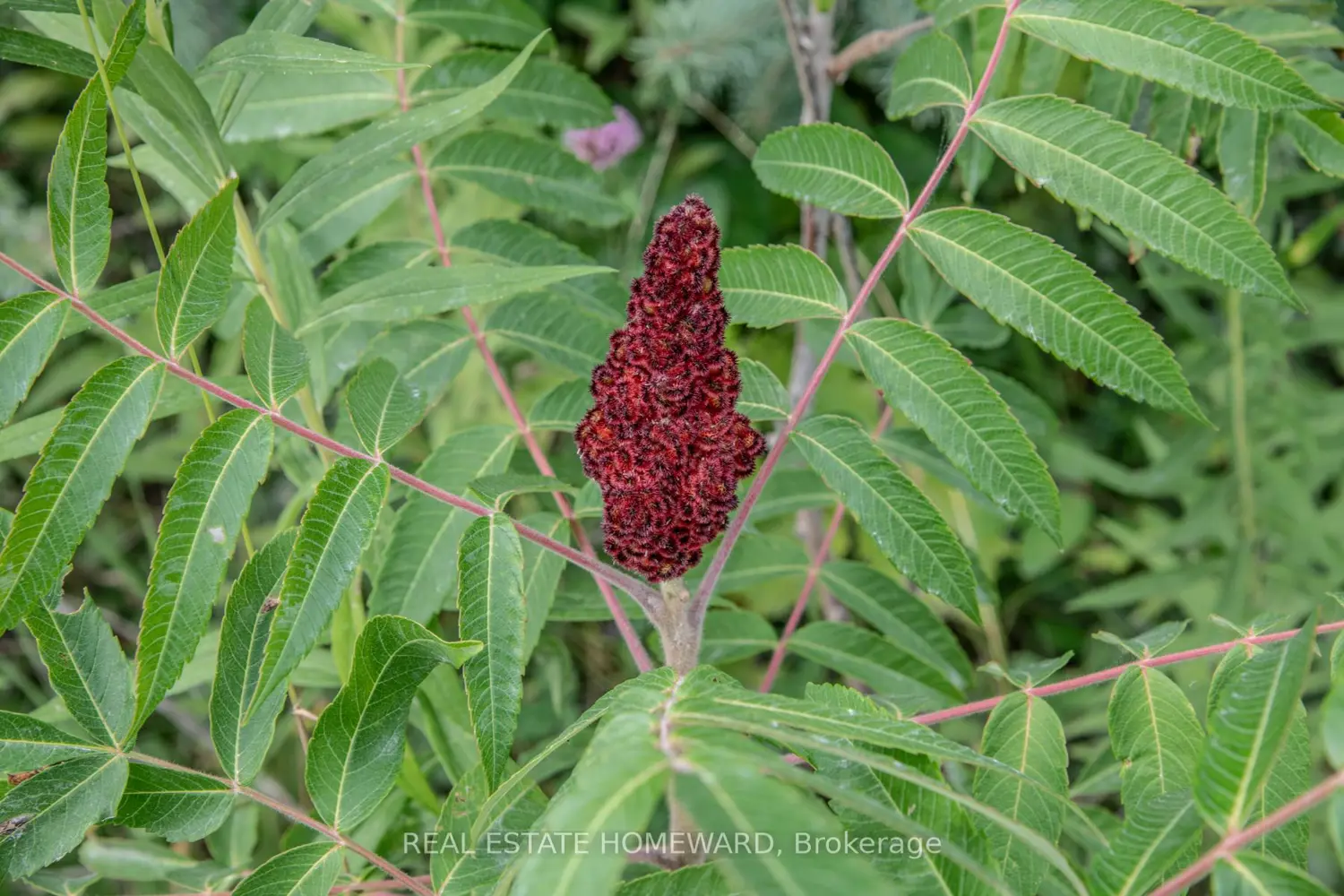 Additional image 5 of Lot 256 Mcguire Beach Road