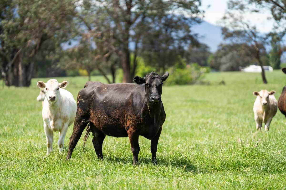 Additional image 11 of 4320 Kiewa Valley Highway, Dederang VIC 3691