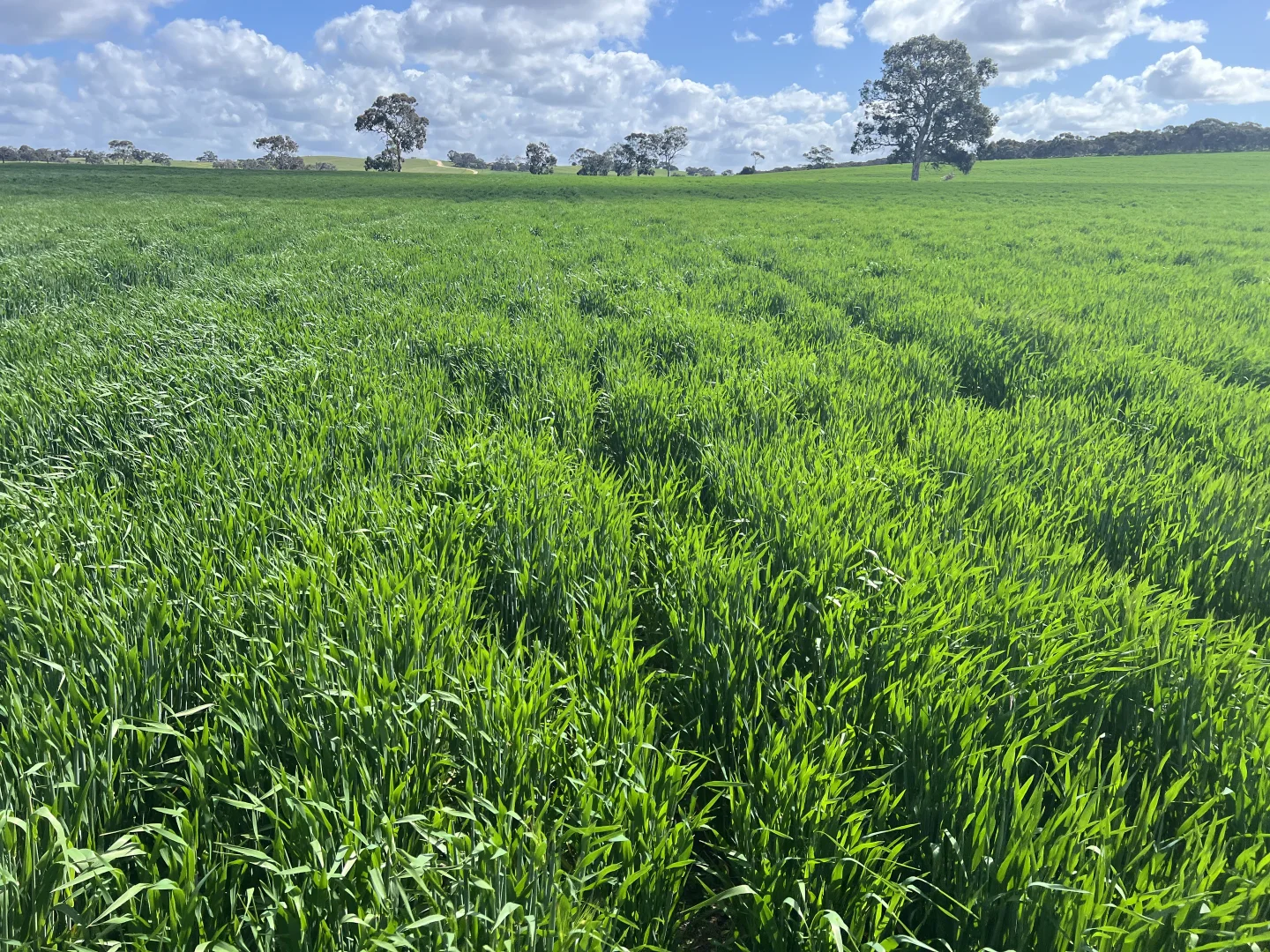 Additional image 4 of 559 Old Stone Tank Road, Mundulla SA 5270