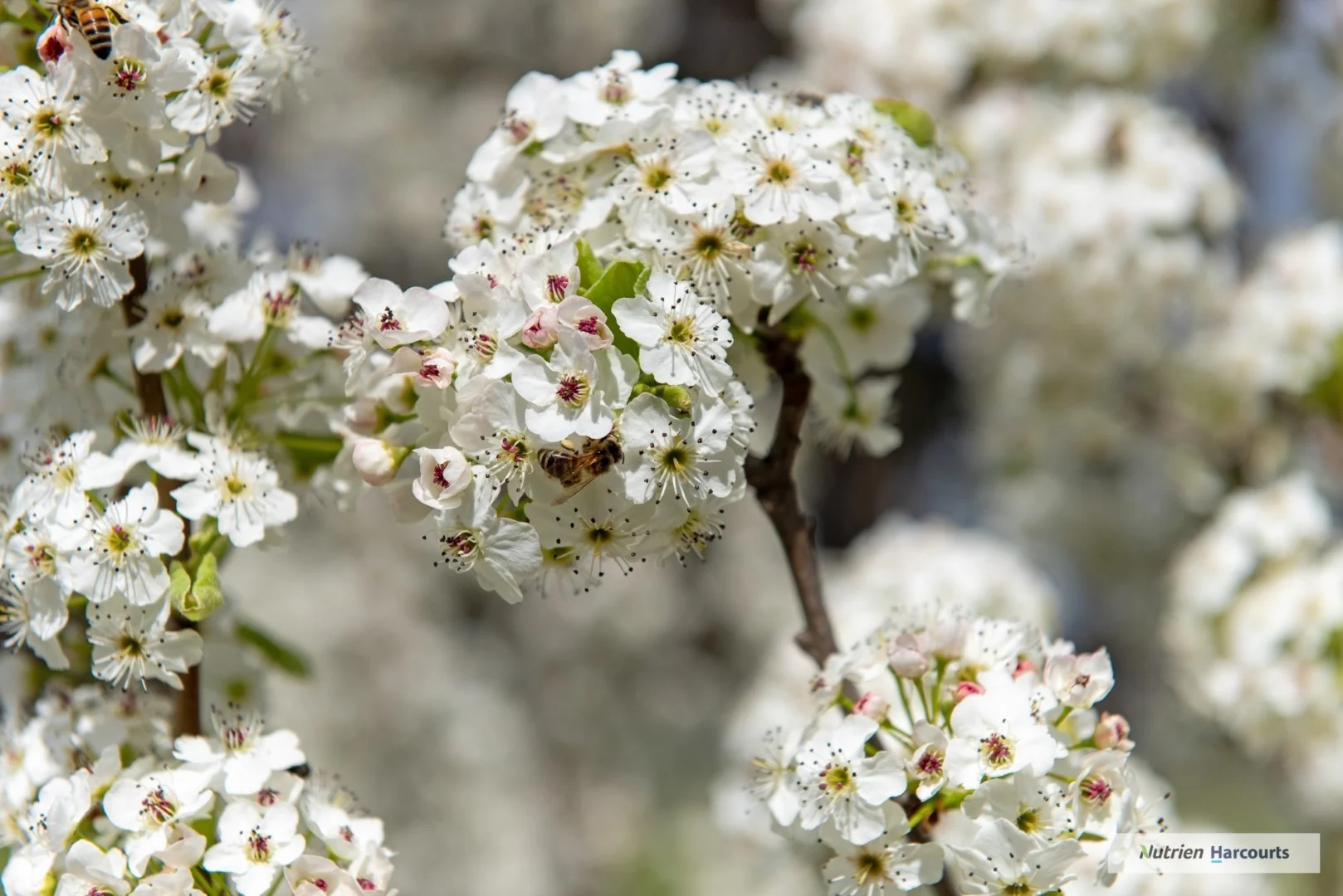 Additional image 4 of 7 Nazek Court, Seymour VIC 3660