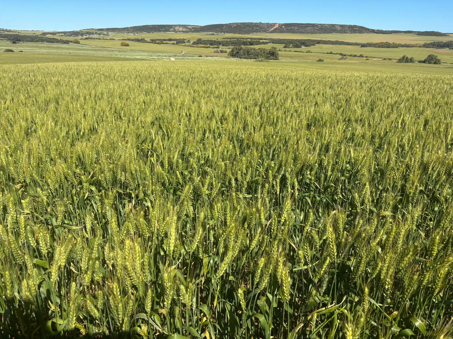 Additional image 5 of Lot 1914 Minnenooka Road, Minnenooka WA 6532