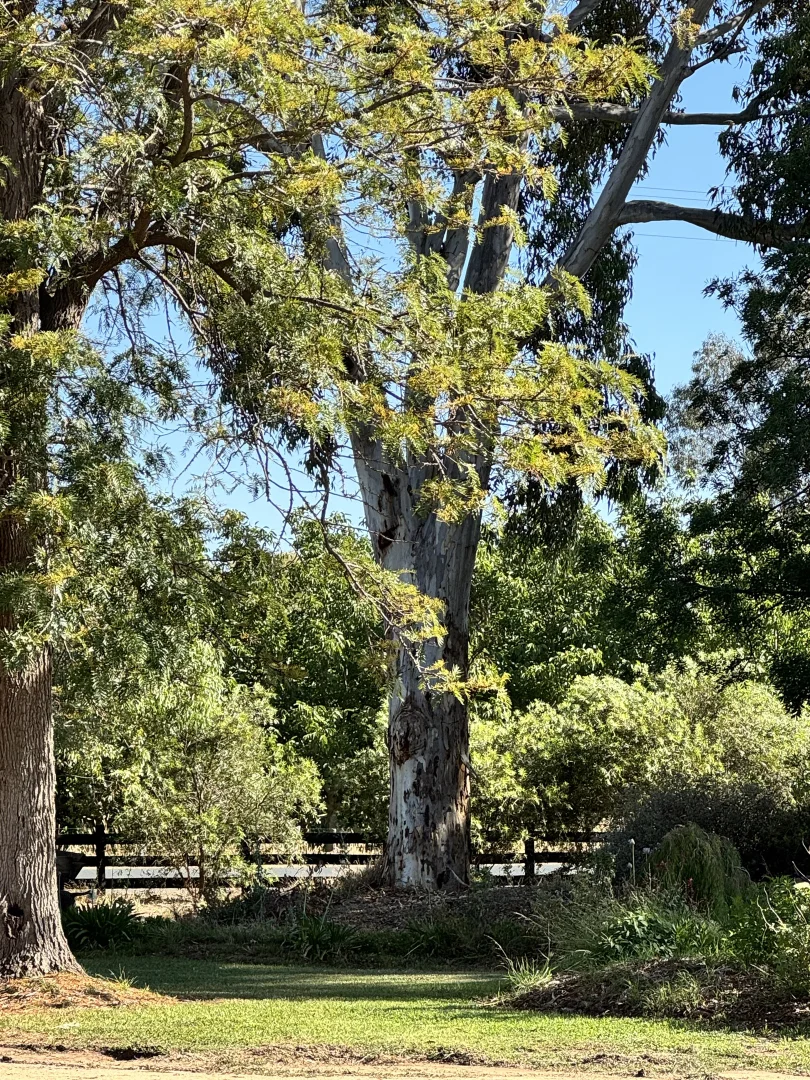 Additional image 52 of 1909 Echuca-Mitiamo Road, Kotta VIC 3565