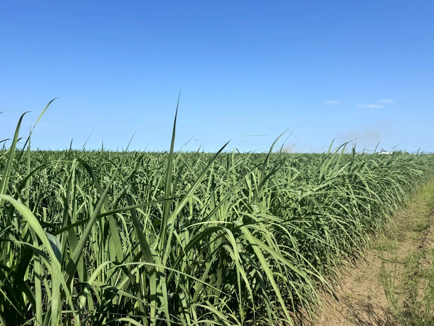 Additional image 3 of 121 Hobson Road, Jarvisfield QLD 4807