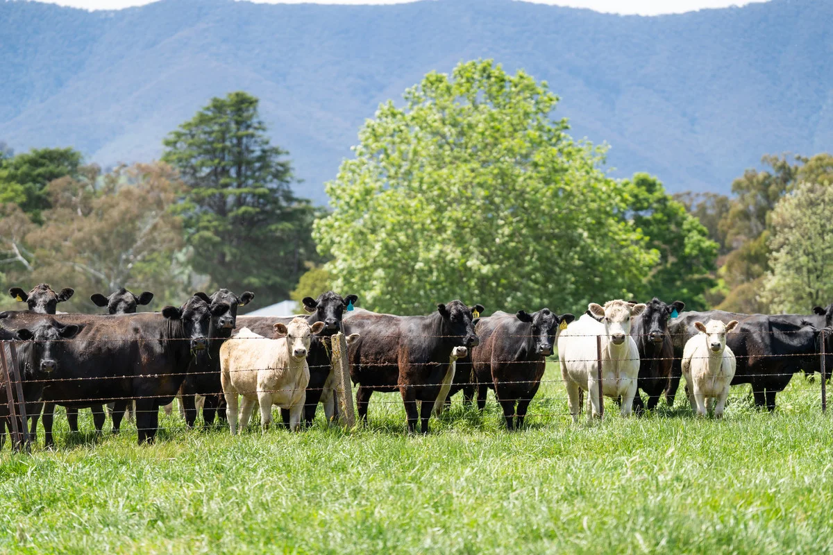 Additional image 13 of 4320 Kiewa Valley Highway, Dederang VIC 3691