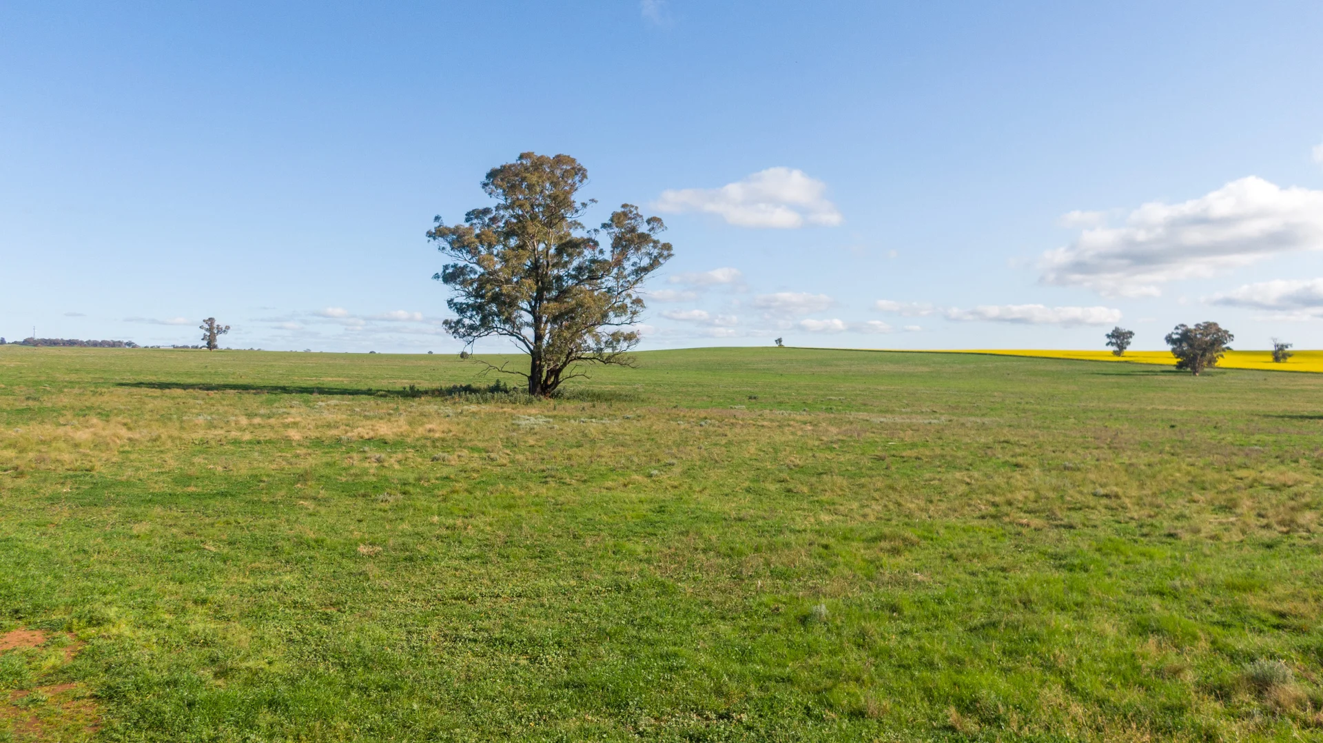 Additional image 15 of Kincora & Poachers Millwood Road, Coolamon NSW 2701