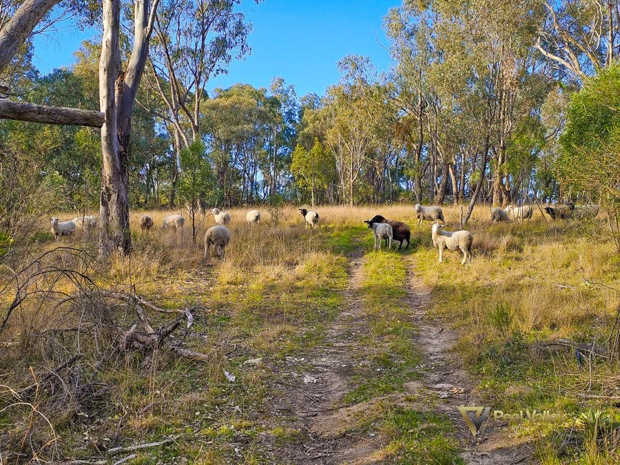 Additional image 16 of 829 New England Gully Road, Moonbi NSW 2353