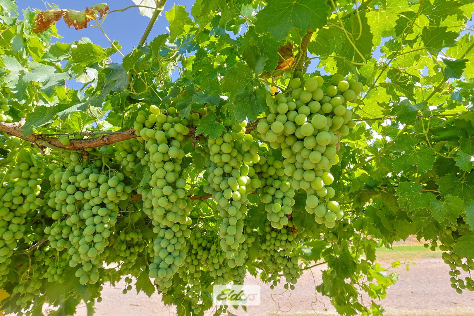 Additional image 19 of 388 Gol Gol North Road, Gol Gol NSW 2738