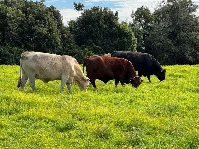 Additional image 7 of 81 Upper Belmore River Rd, Belmore River NSW 2440