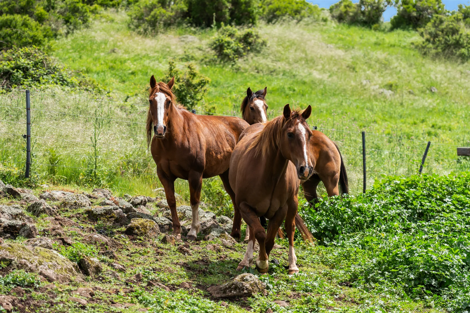 Additional image 25 of 399 Hawsknest Road, Colac VIC 3250