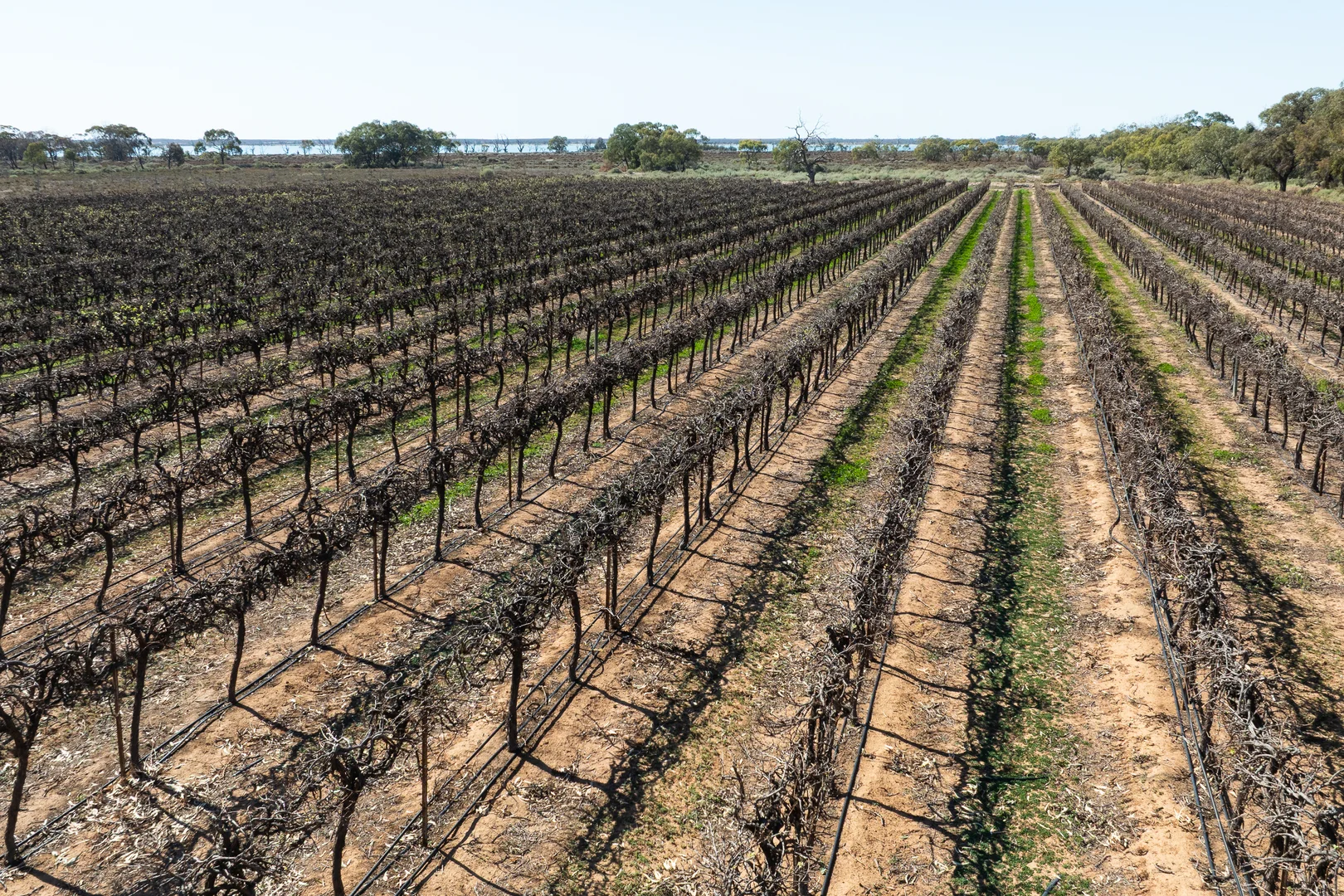 Additional image 12 of Lot 12 Dansie Road, Barmera SA 5345