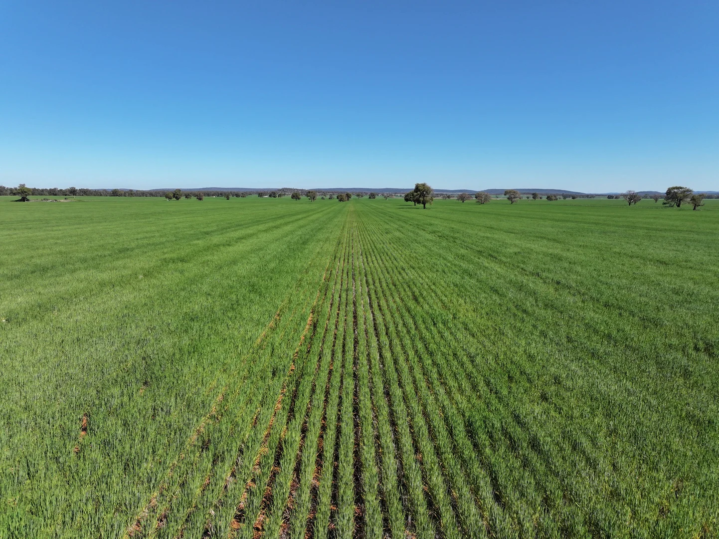 Additional image 26 of 2666 Henry Parkes Way, Gunningbland NSW 2876