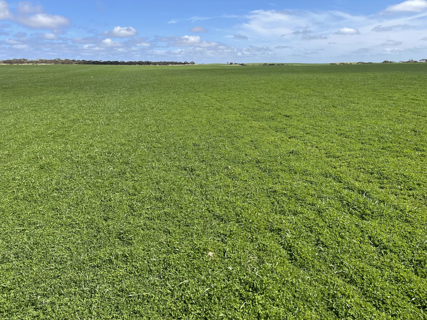 Additional image 11 of Lot 2 Palabie Road, Wudinna SA 5652