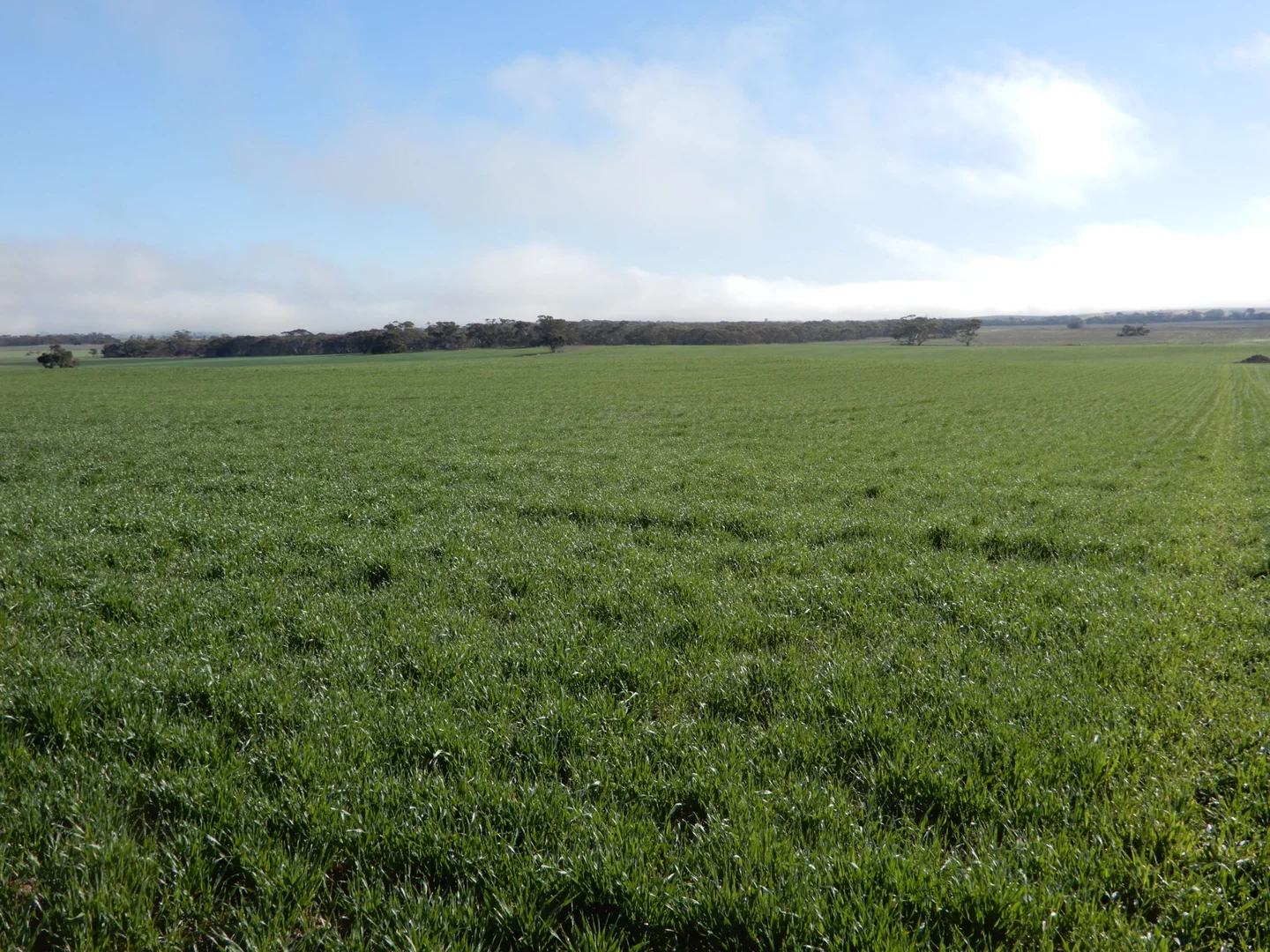 Additional image 7 of 281 Kielow Road, Peake SA 5301