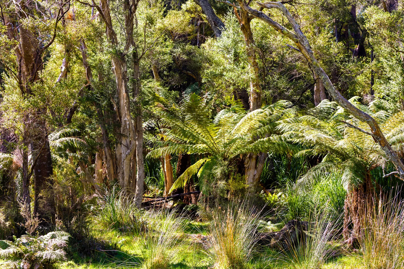 Additional image 47 of 218 Cabbage Tree - Conran Road, Cabbage Tree Creek VIC 3889