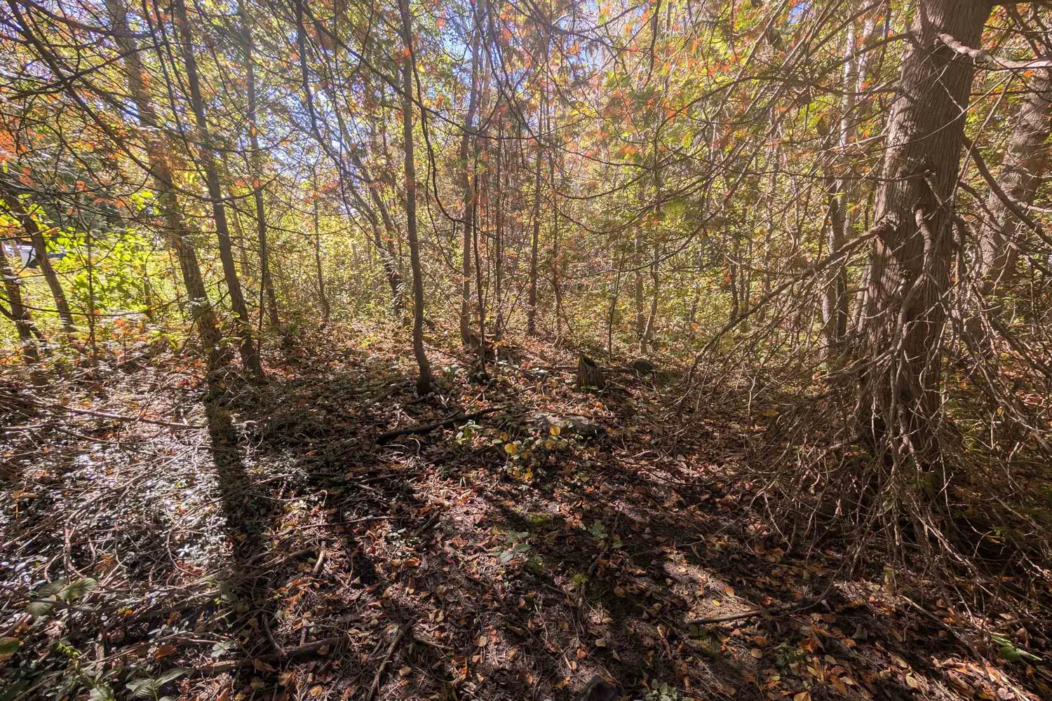 Additional image 7 of Lt 166 Mallory Beach Road