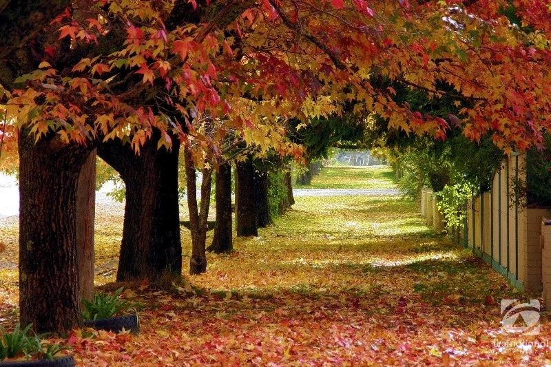 Additional image 6 of 3 Silver Court, Beechworth VIC 3747