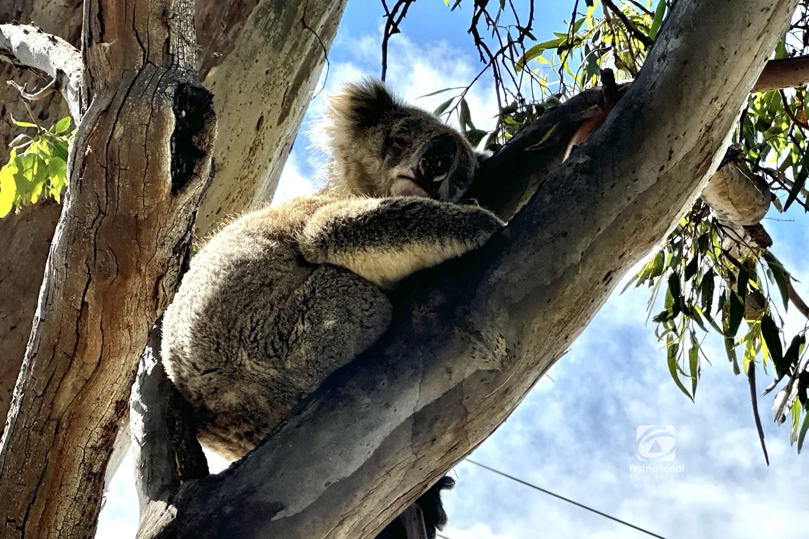 Additional image 31 of 133 Western Boulevard, Raymond Island VIC 3880