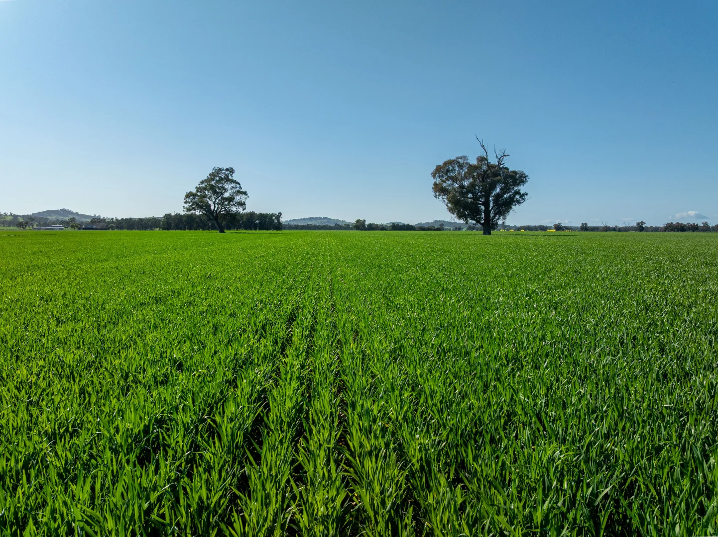 Additional image 26 of 484 Merri Meric Road, Henty NSW 2658