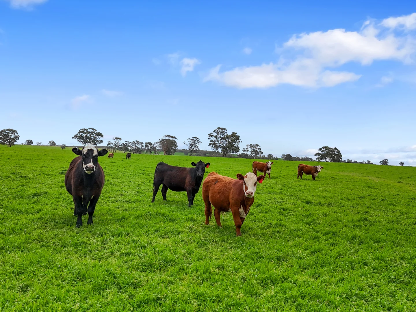 Additional image 11 of 559 Old Stone Tank Road, Mundulla SA 5270