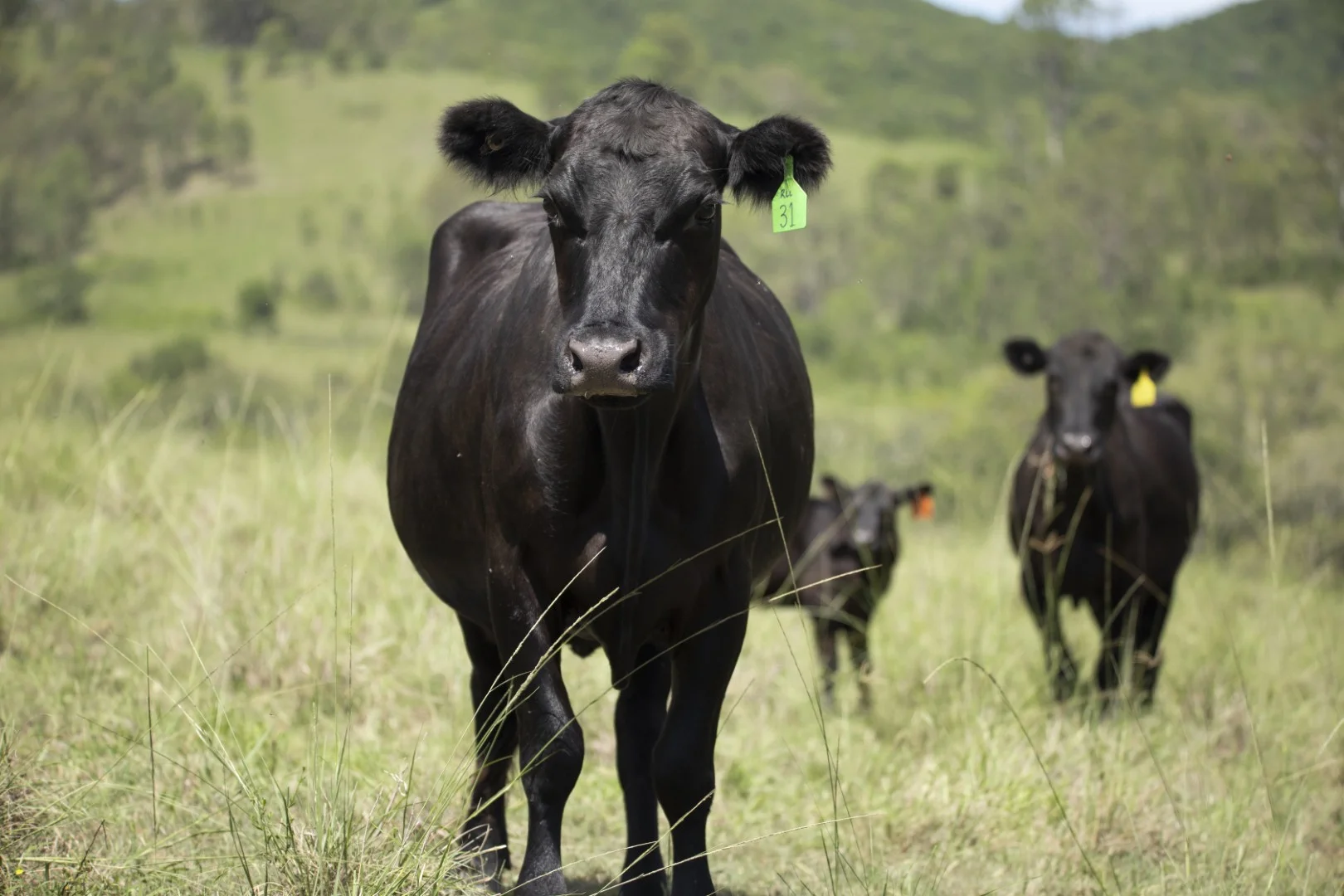 Additional image 11 of 659 Bakers Creek Road, Gloucester NSW 2422