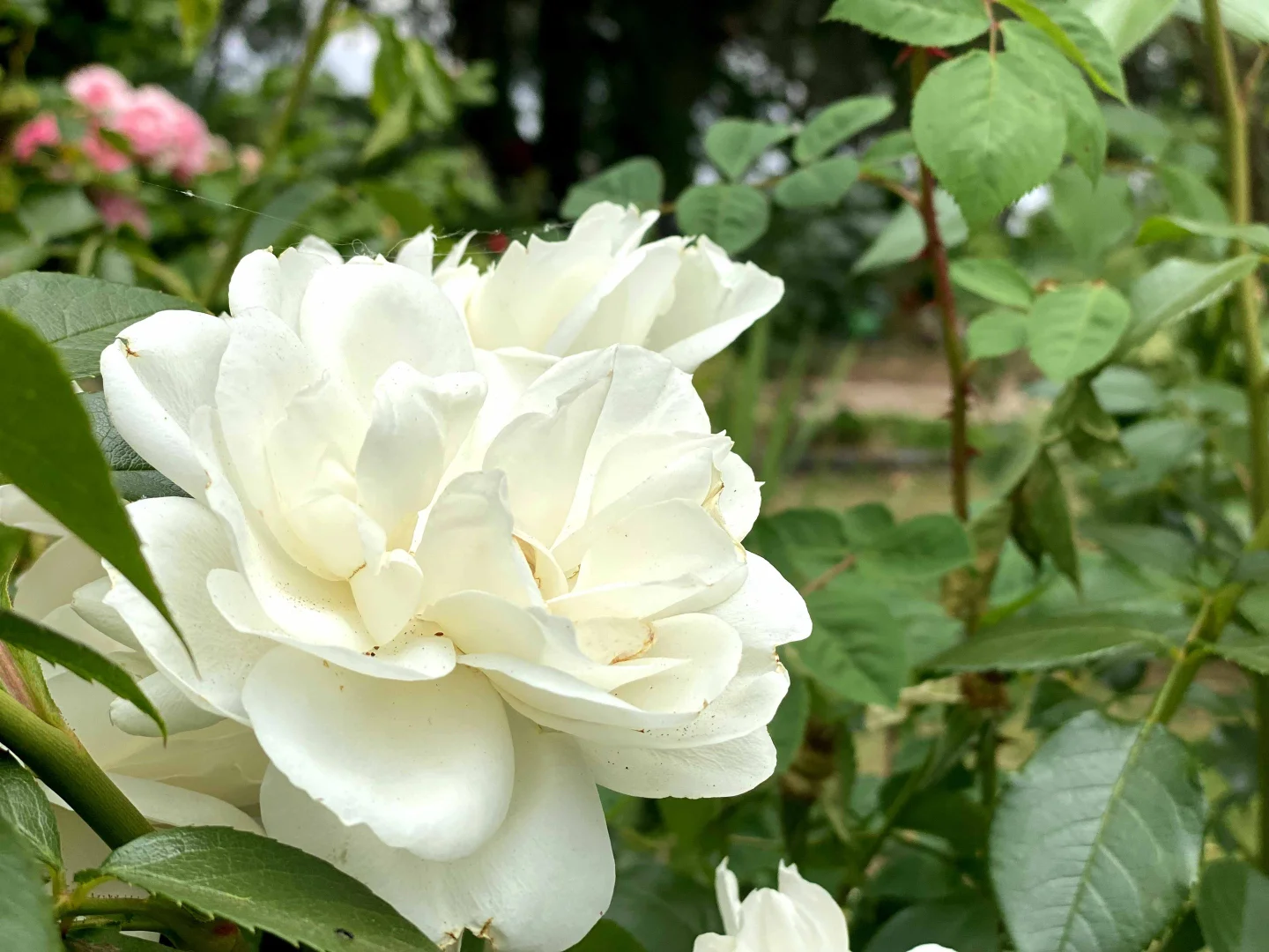 Additional image 10 of "Abbyville" 90 Convent Lane, Borenore NSW 2800