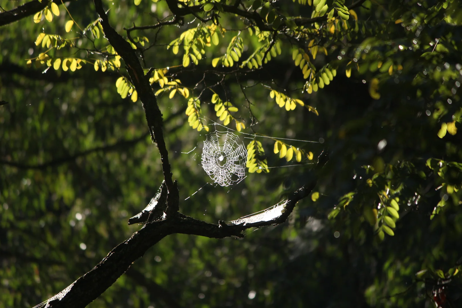 Additional image 7 of 9051 Bonang Road, Bonang VIC 3888