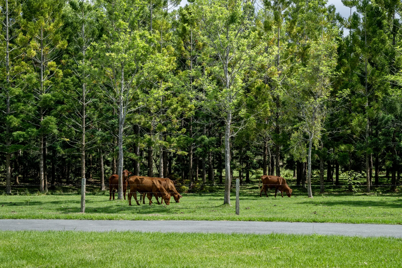 Additional image 14 of 239 Parsons Road, Coondoo QLD 4570