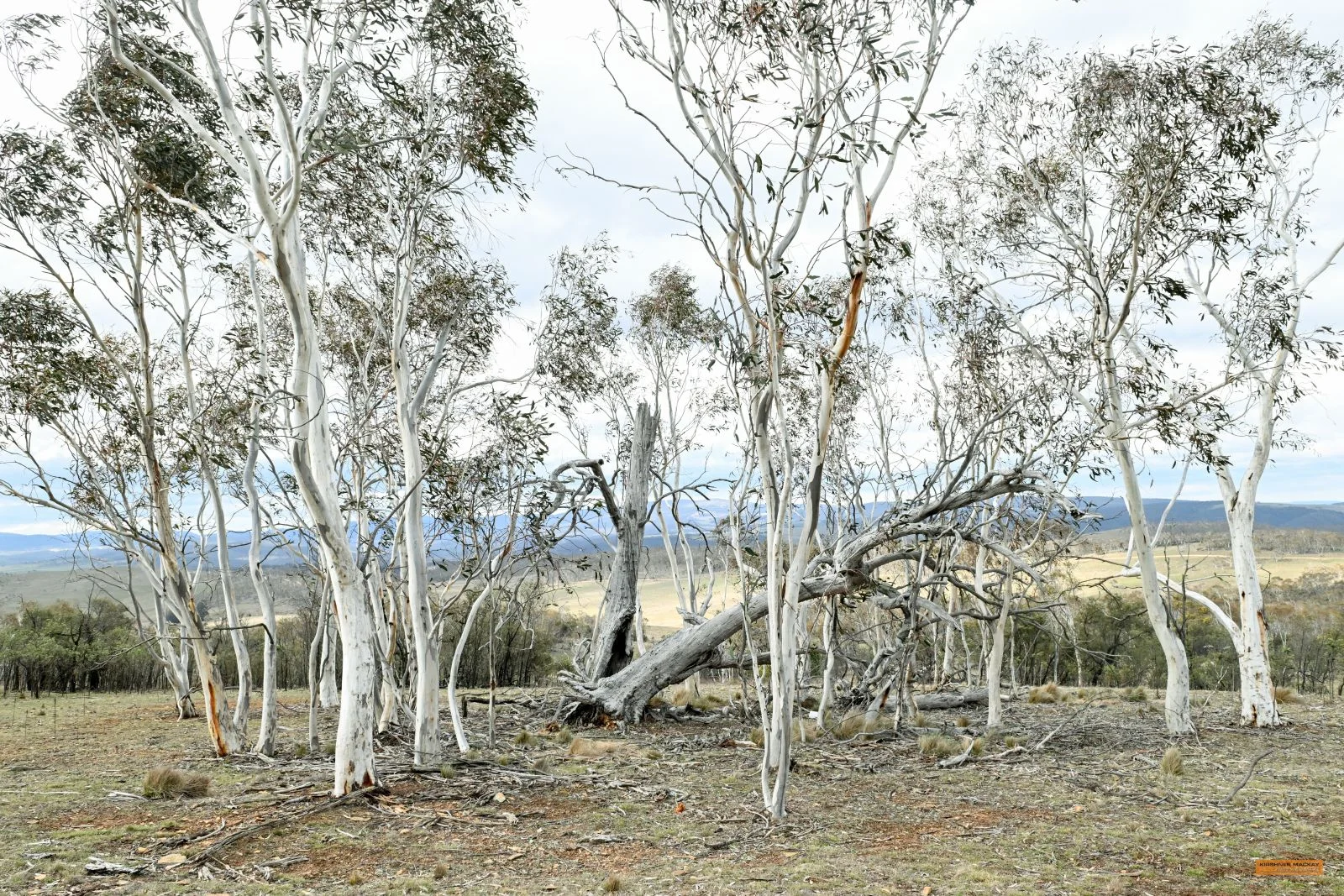 Additional image 27 of "Eagle Heights" 636 Caddigat Road, Dry Plain NSW 2630