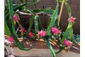 Additional image 39 of 3 Ardmore, Irvine, CA, 92602
