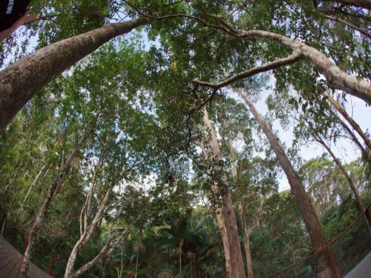 Additional image 23 of 44 Cogill Road, Buderim QLD 4556