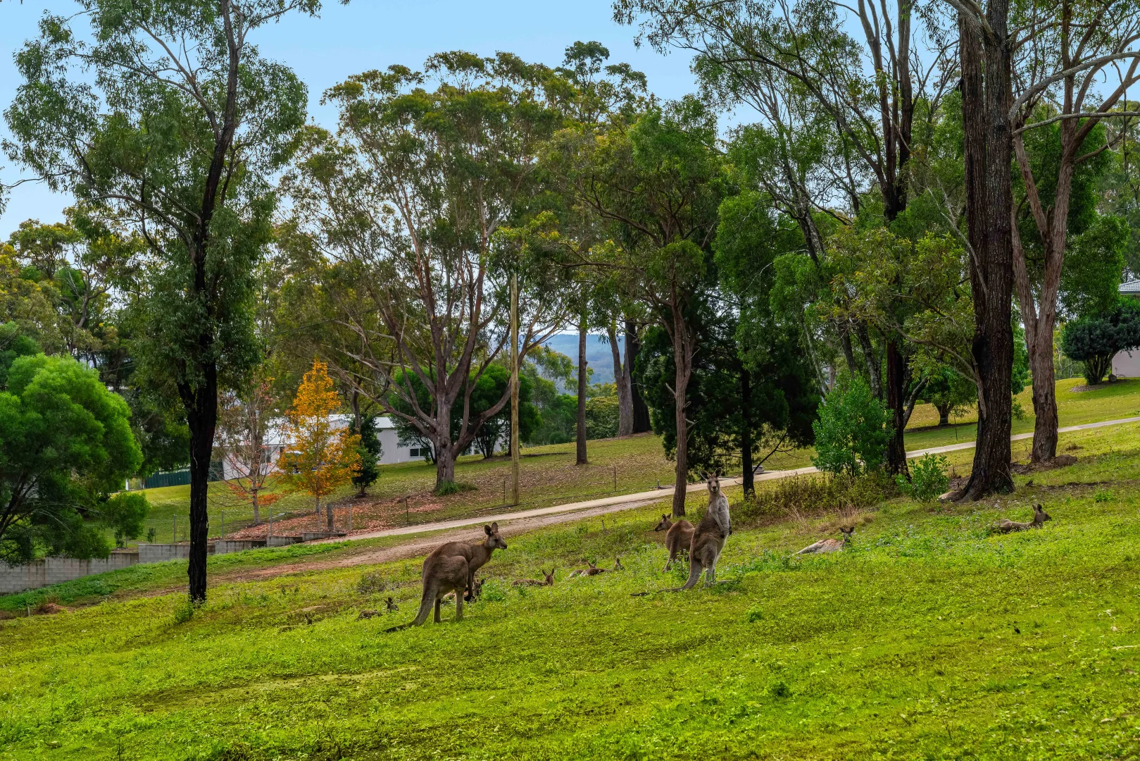 Additional image 9 of 10 Clunes Close, Ilarwill NSW 2463