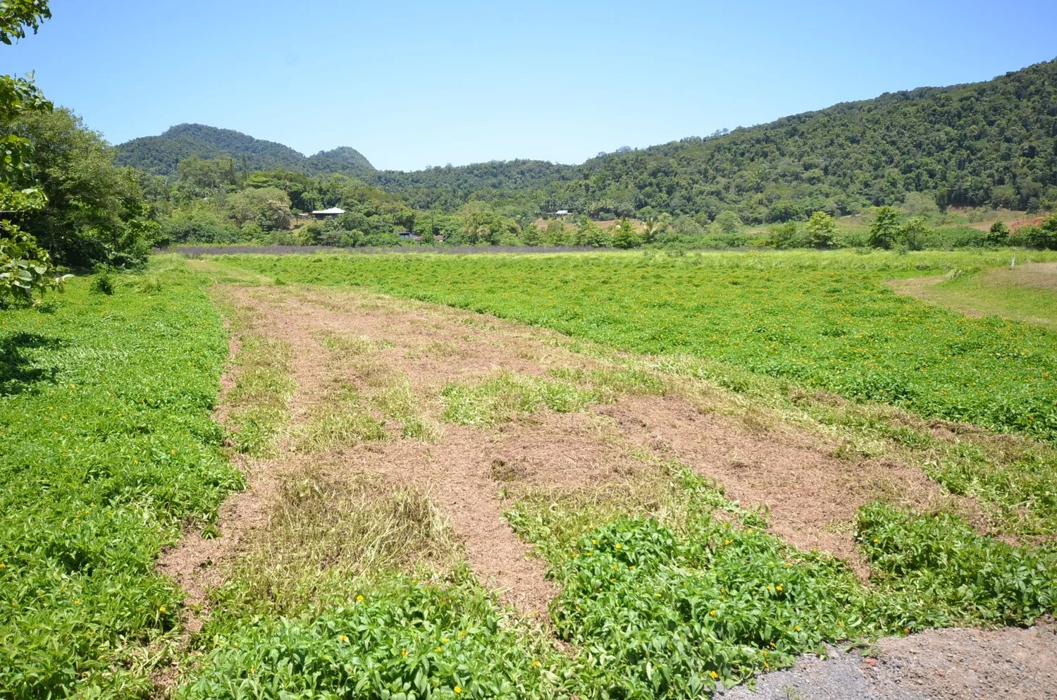 Additional image 5 of Lot 9&10 Kruckow Road, East Russell QLD 4861