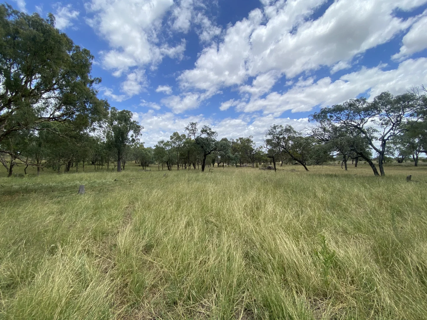 Additional image 12 of Lot 50 Rosenberger Road, Wyreema QLD 4352