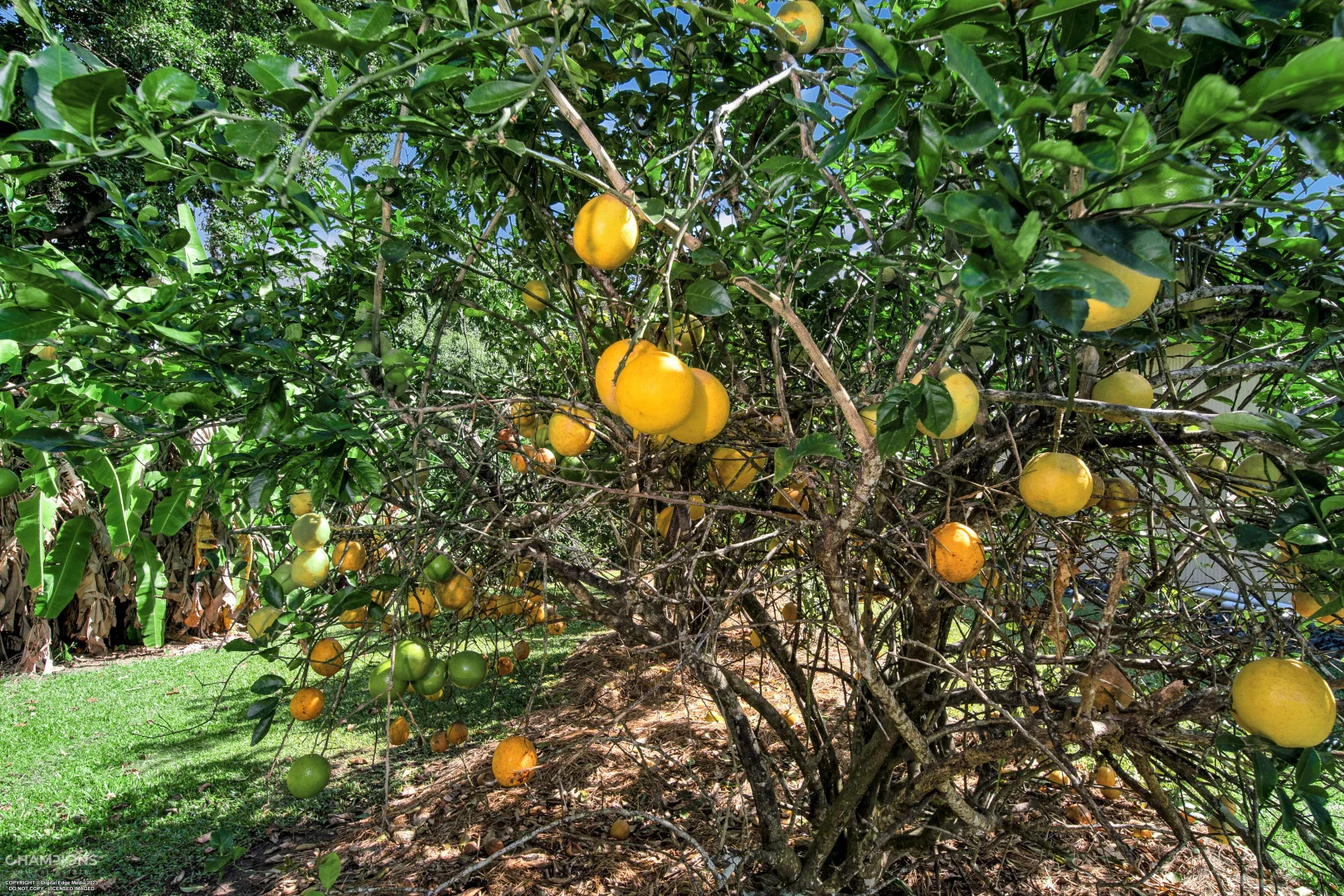 Additional image 5 of 472 Miallo Bamboo Creek Road, Bamboo QLD 4873