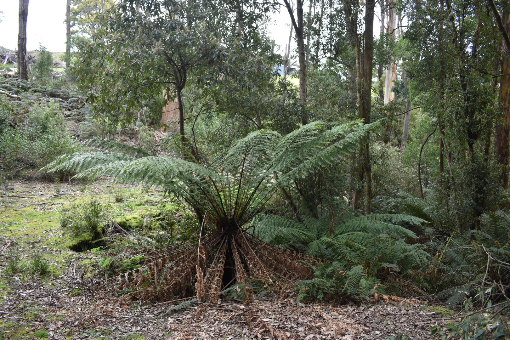 Additional image 7 of 1001 Holwell Road, Holwell TAS 7275