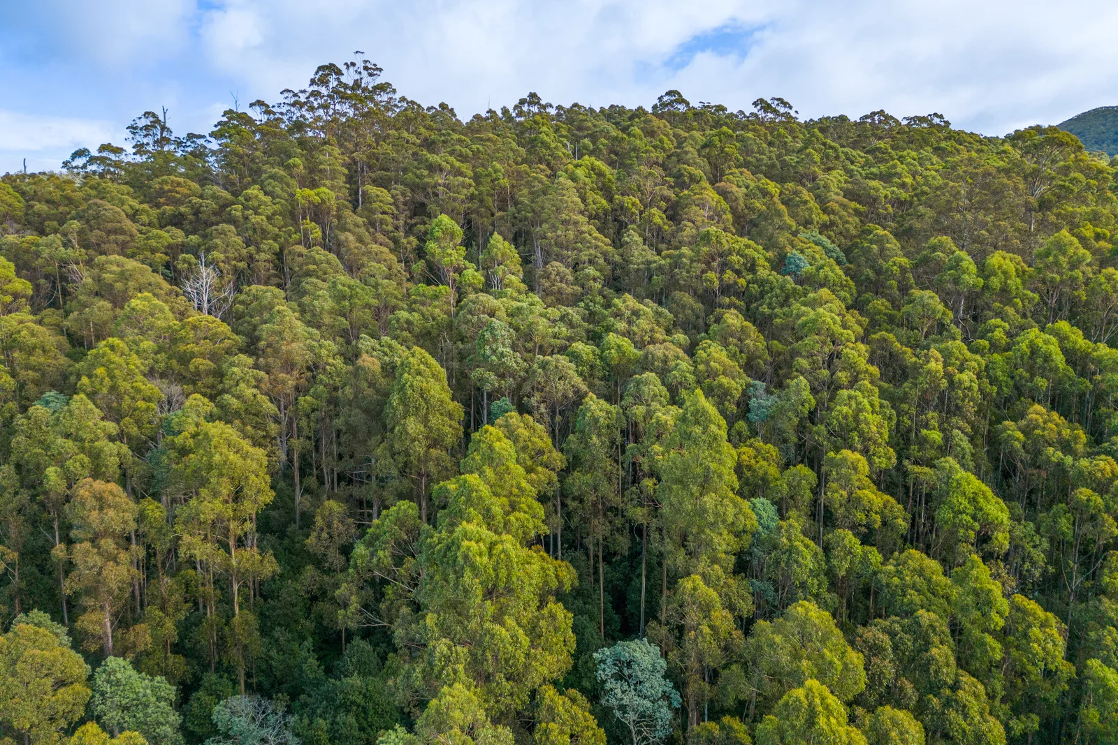 Additional image 18 of 1 Smiths Road, Nicholls Rivulet TAS 7112