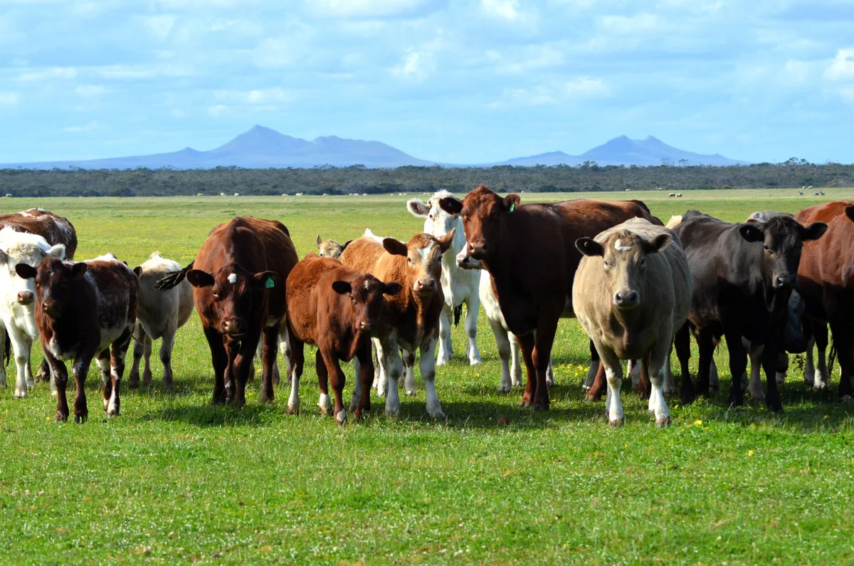 Additional image 9 of Lot 1208 Borden-Bremer Bay Road, Bremer Bay WA 6338