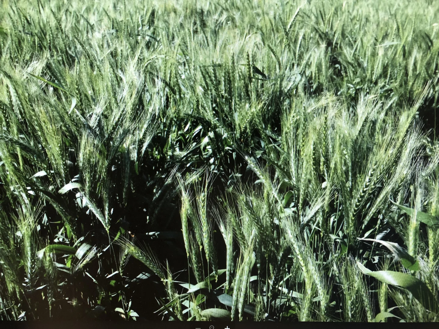 Additional image 5 of 1 Henry Lawson Way, Forbes NSW 2871