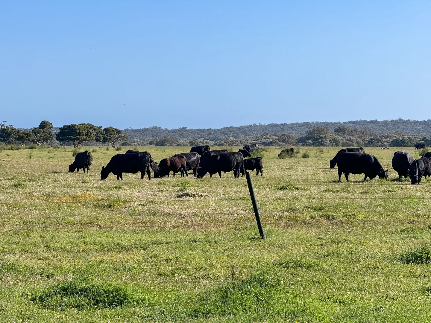 Additional image 4 of 1 & 1181 Scott River Road, Scott River WA 6288