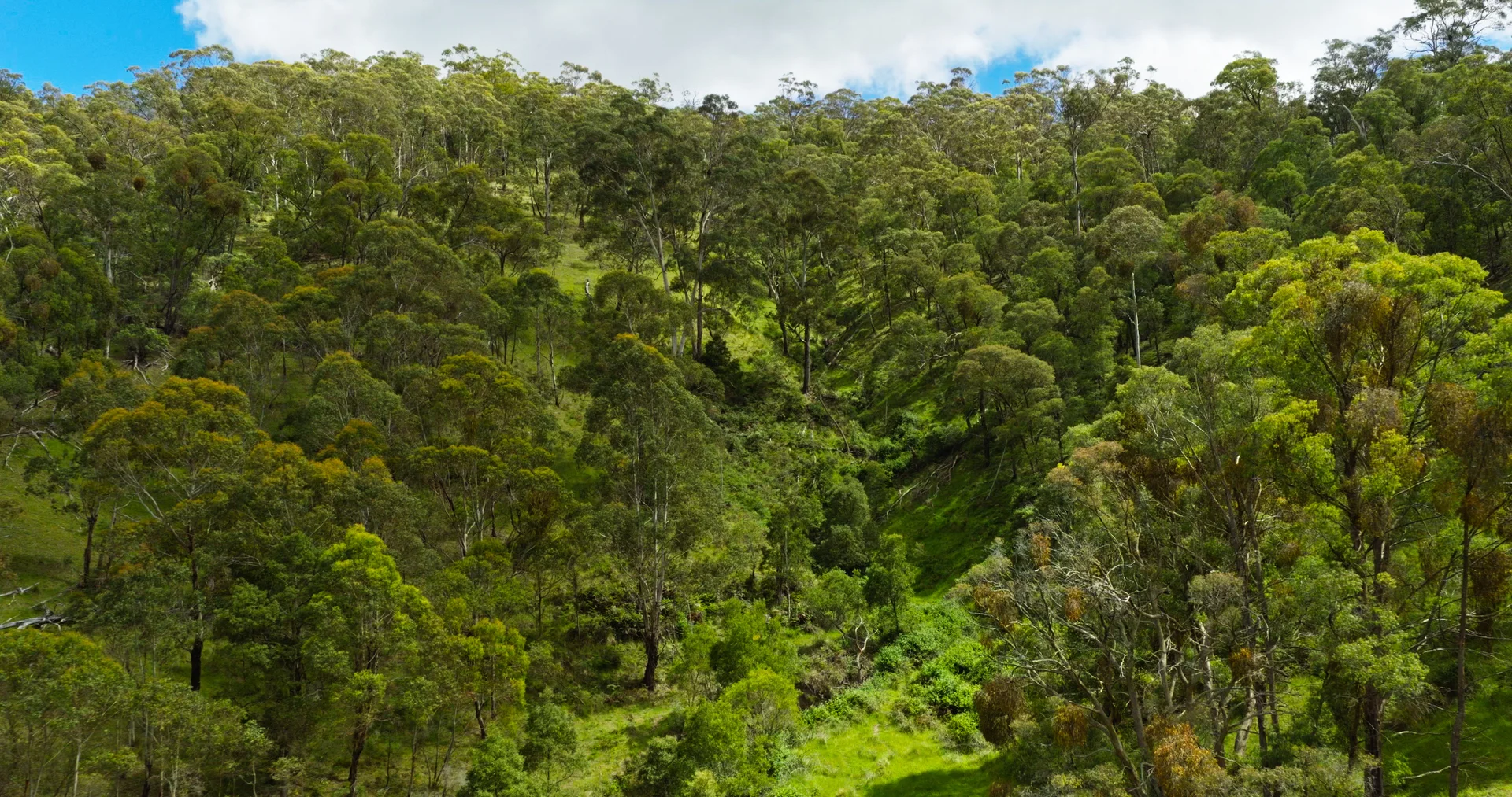 Additional image 8 of Lot 3 - 289 Tongio Gap Road, Tongio VIC 3896