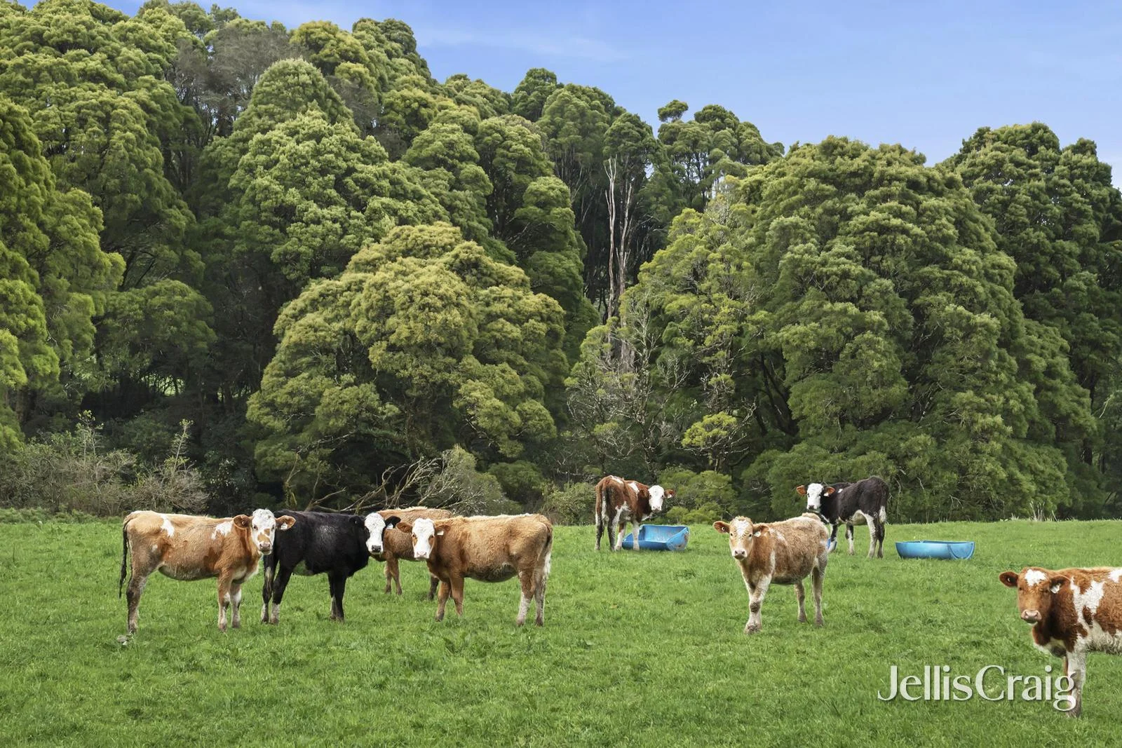 Additional image 18 of 6 Main Road, Beech Forest VIC 3237