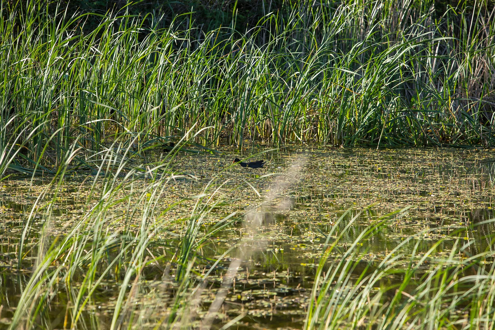 Additional image 34 of 450 Menangle Road, Menangle NSW 2568