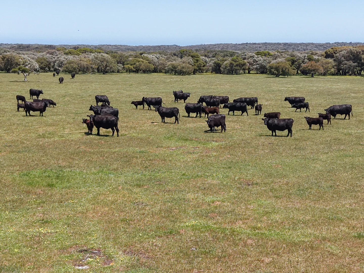 Additional image 11 of Lot 1 Coostien Road, Scott River WA 6288