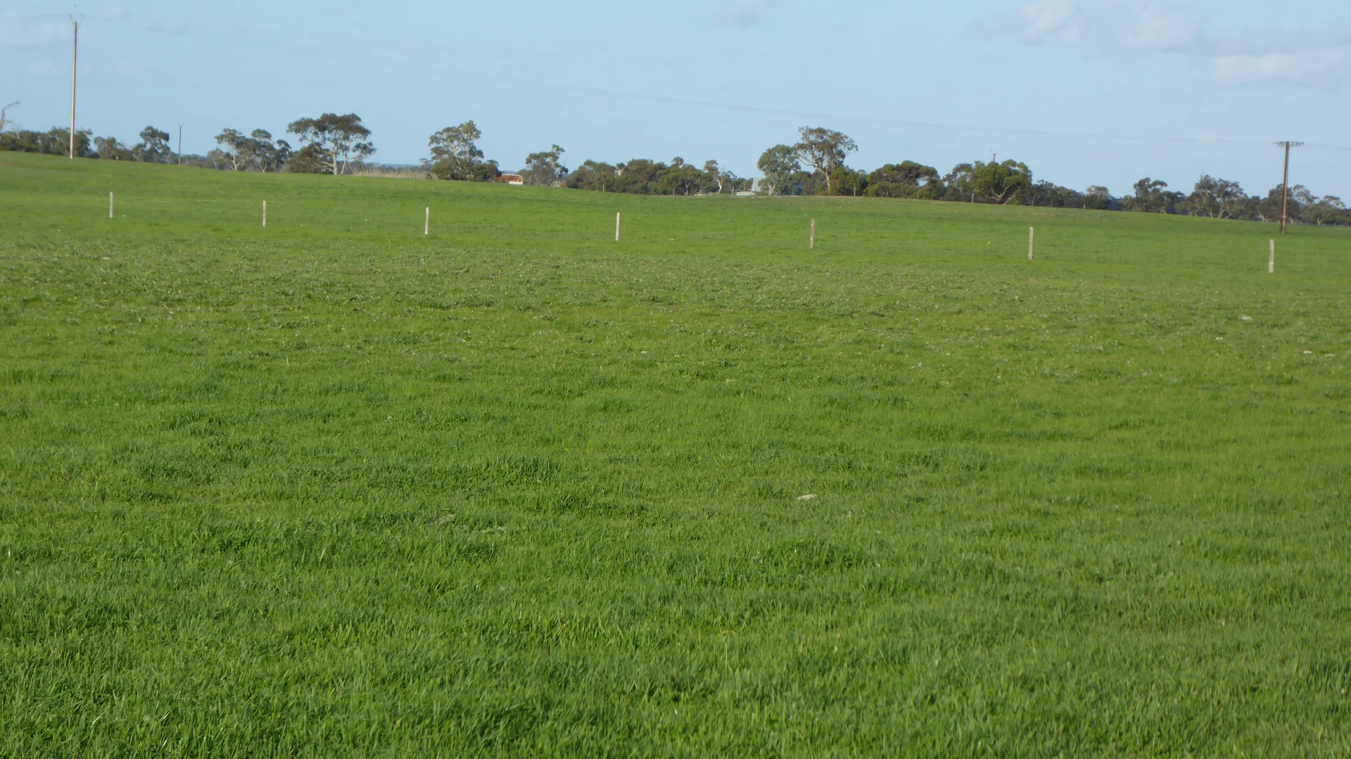 Additional image 19 of "Jacks" Sec 7 Schultz Road, Tintinara SA 5266