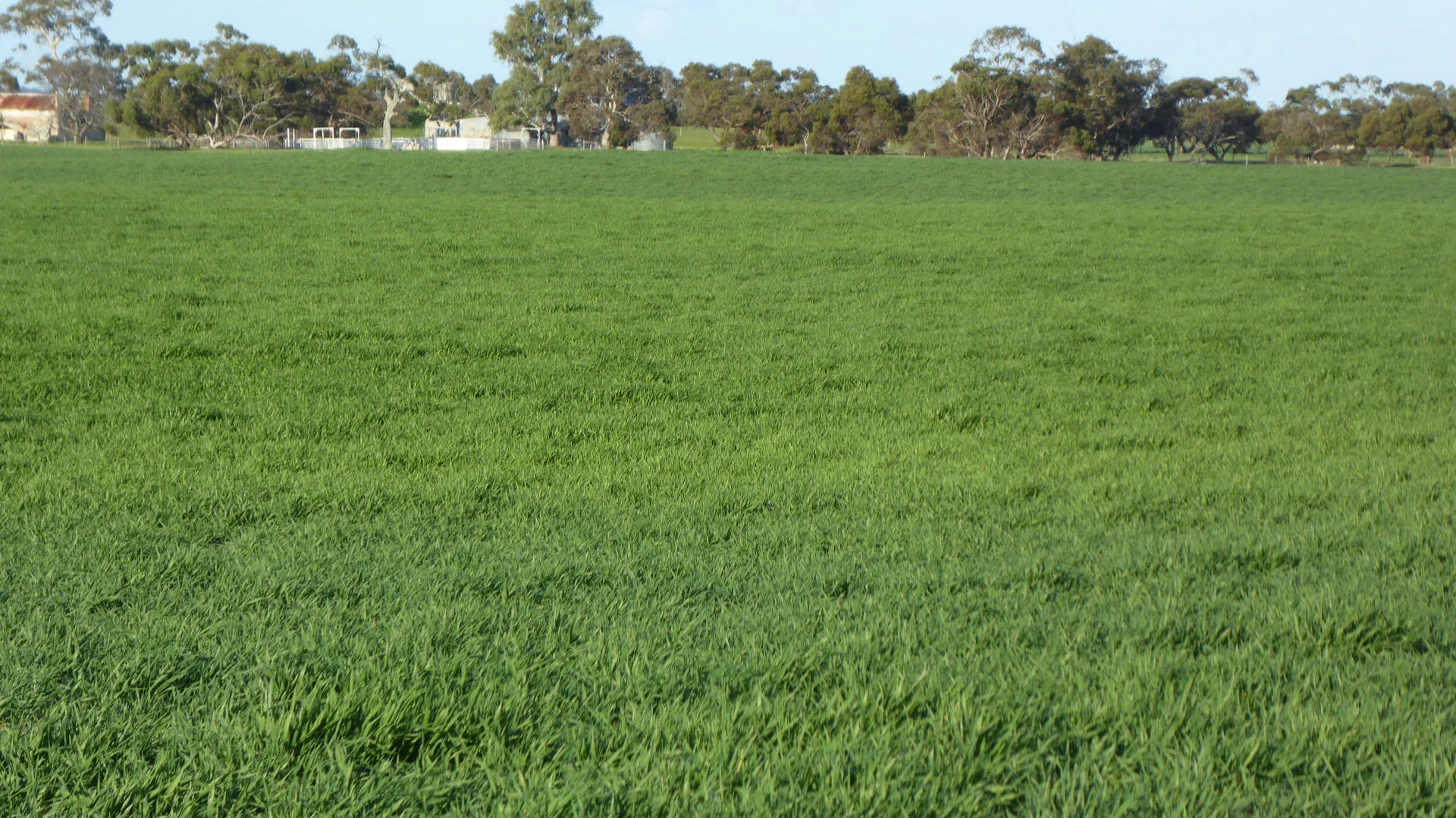 Additional image 18 of "Jacks" Sec 7 Schultz Road, Tintinara SA 5266