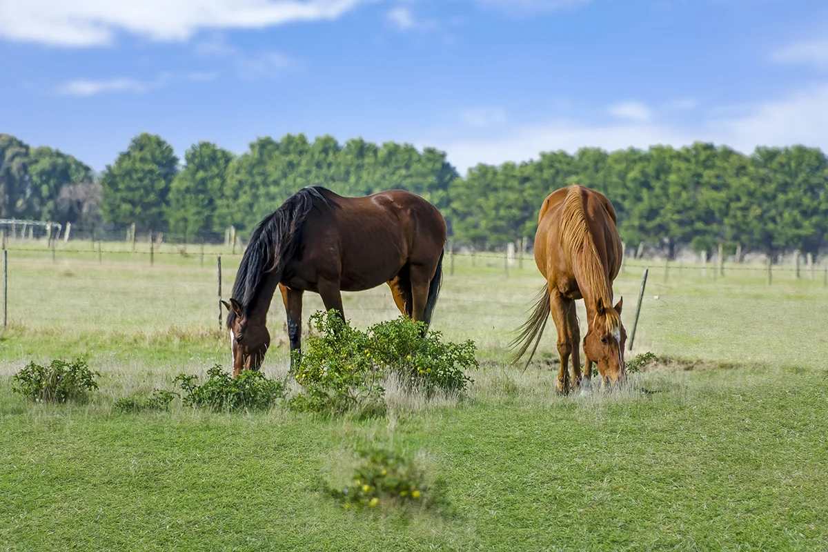 Additional image 14 of 8407 Princes Highway, Allestree VIC 3305